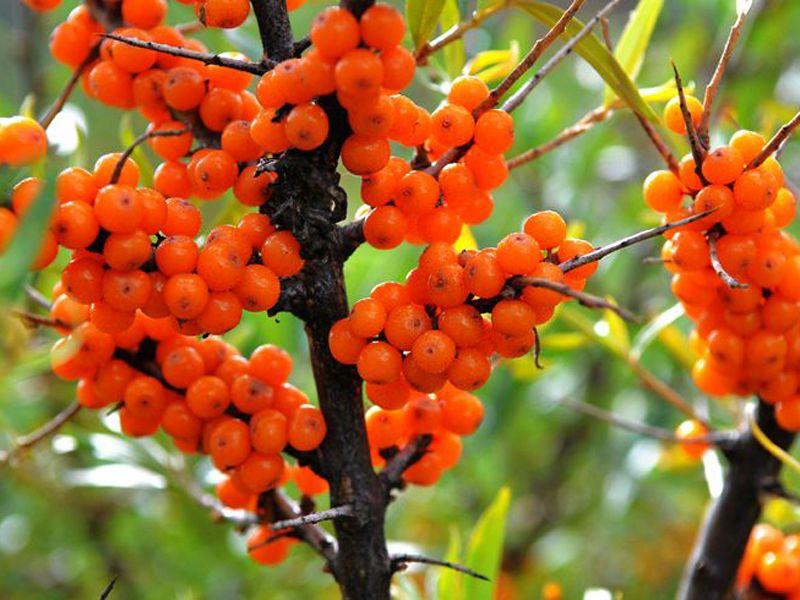 沙棘是什么科屬植物(沙棘的種植和利用價值) 沙棘是什么科屬植物(沙棘的種植和利用價值)