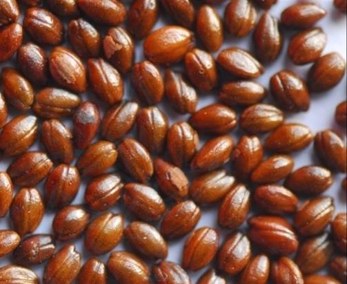 沙棘是什么科屬植物(沙棘的種植和利用價值) 沙棘是什么科屬植物(沙棘的種植和利用價值)