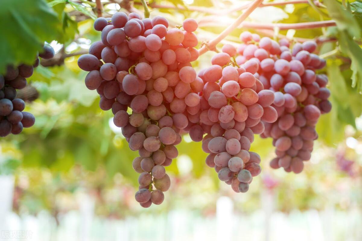 葡萄和提子的區別在哪里 葡萄和提子的區別在哪里