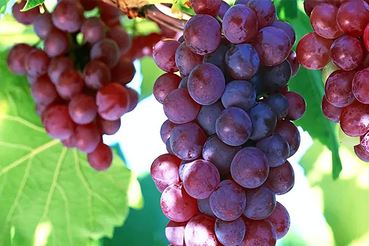 葡萄種類名稱及圖片(常見18種葡萄的區別及口感) 葡萄種類名稱及圖片(常見18種葡萄的區別及口感)