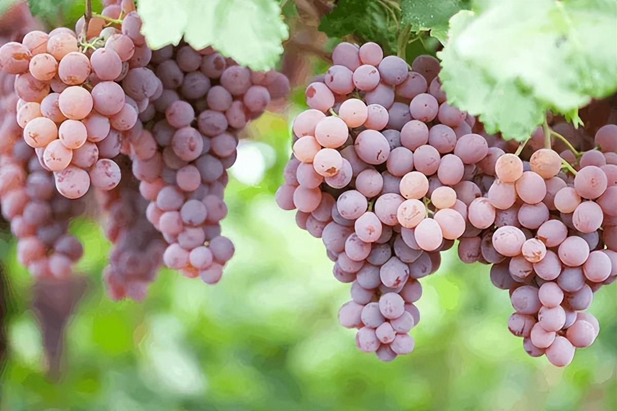 葡萄種類名稱及圖片(常見18種葡萄的區別及口感) 葡萄種類名稱及圖片(常見18種葡萄的區別及口感)