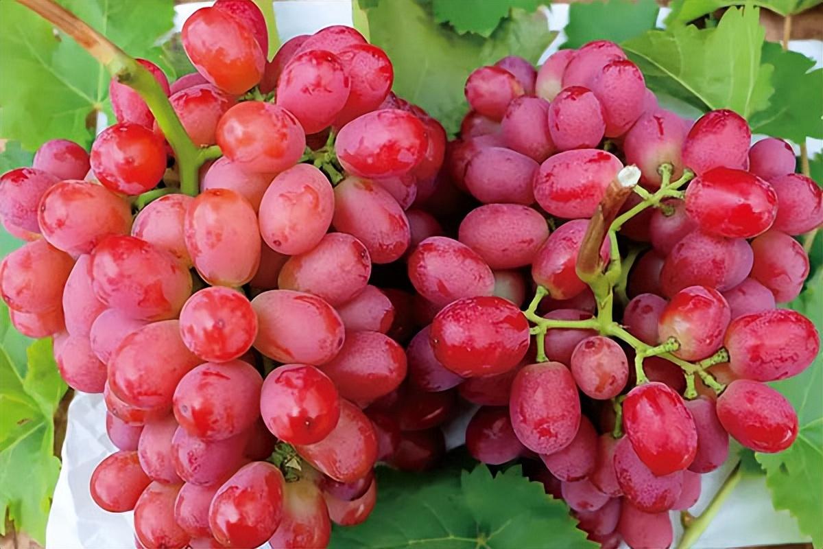 葡萄種類名稱及圖片(常見18種葡萄的區別及口感) 葡萄種類名稱及圖片(常見18種葡萄的區別及口感)