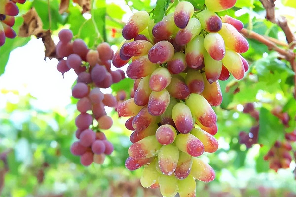 葡萄種類名稱及圖片(常見18種葡萄的區別及口感) 葡萄種類名稱及圖片(常見18種葡萄的區別及口感)