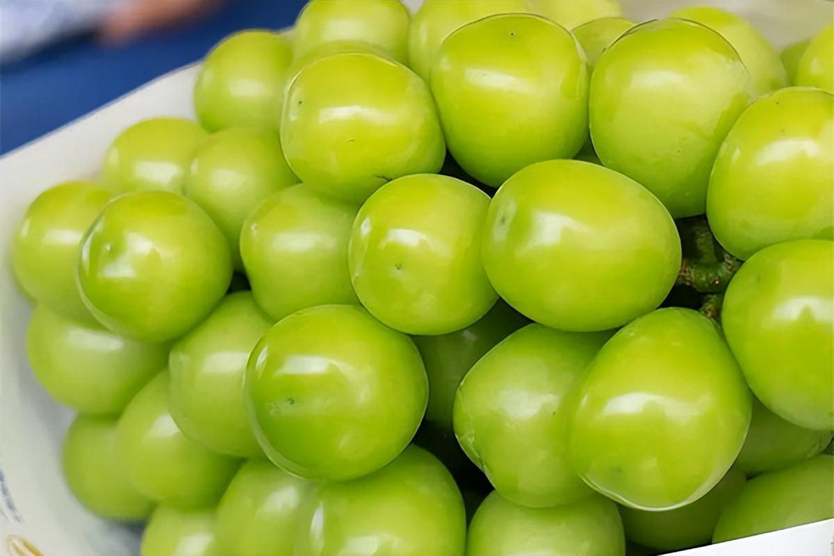 葡萄種類名稱及圖片(常見18種葡萄的區別及口感) 葡萄種類名稱及圖片(常見18種葡萄的區別及口感)