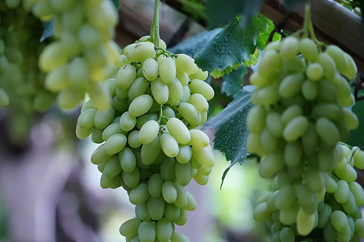 葡萄種類名稱及圖片(常見18種葡萄的區別及口感) 葡萄種類名稱及圖片(常見18種葡萄的區別及口感)