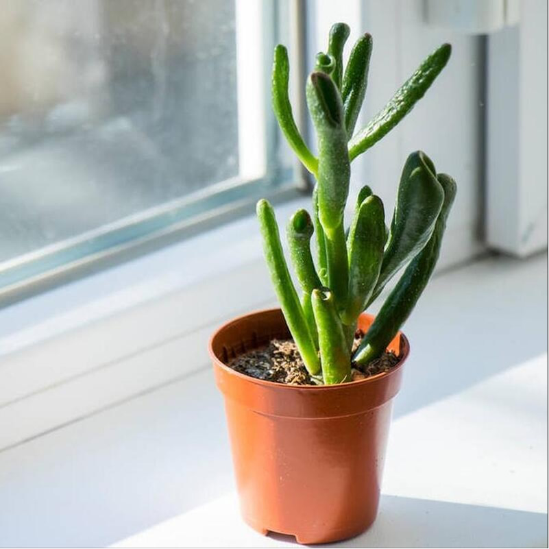 金錢樹的養殖方法和注意事項 金錢樹的養殖方法和注意事項