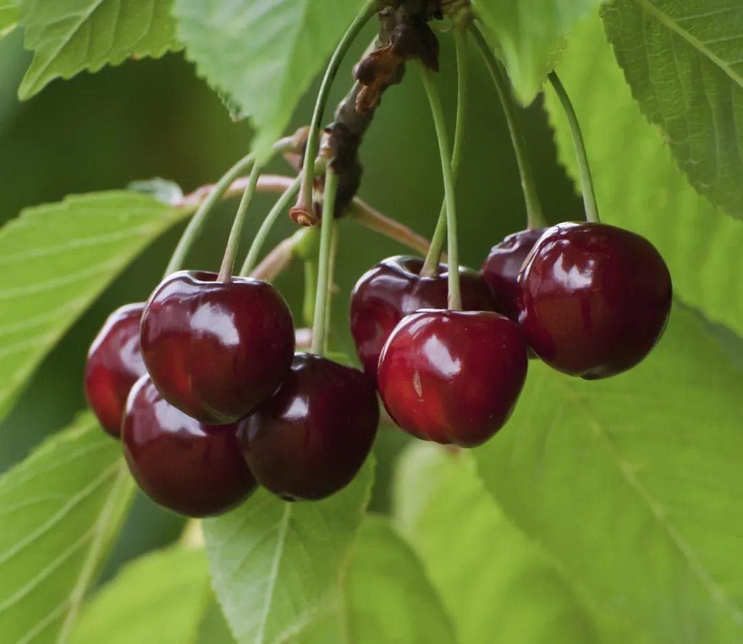 為什么車?yán)遄颖葯烟屹F很多(車?yán)遄雍蜋烟业膮^(qū)別) 為什么車?yán)遄颖葯烟屹F很多(車?yán)遄雍蜋烟业膮^(qū)別)