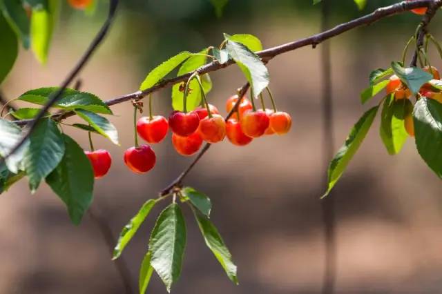 為什么車?yán)遄颖葯烟屹F很多(車?yán)遄雍蜋烟业膮^(qū)別) (華盛頓沒有砍過櫻桃樹,但歐美人喜歡櫻桃是真的,圖中為意大利畫家薩爾瓦多·波斯蒂廖內(nèi)繪制的《櫻桃時(shí)間》)