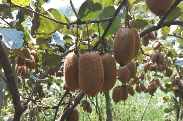 常見的獼猴桃有哪些種類(市面上常見的10種獼猴桃品種) 常見的獼猴桃有哪些種類(市面上常見的10種獼猴桃品種)