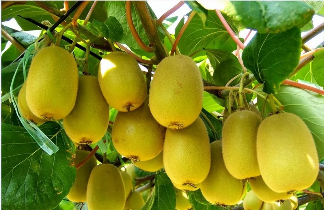 常見的獼猴桃有哪些種類(市面上常見的10種獼猴桃品種) 常見的獼猴桃有哪些種類(市面上常見的10種獼猴桃品種)