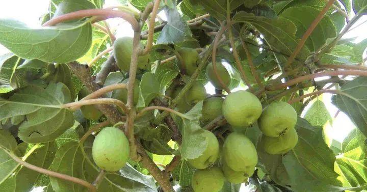 常見的獼猴桃有哪些種類(市面上常見的10種獼猴桃品種) 常見的獼猴桃有哪些種類(市面上常見的10種獼猴桃品種)