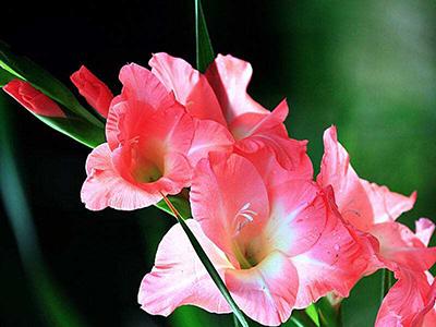 劍蘭的養(yǎng)殖方法和注意事項大全(劍蘭的日常養(yǎng)護) 劍蘭的養(yǎng)殖方法和注意事項大全(劍蘭的日常養(yǎng)護)