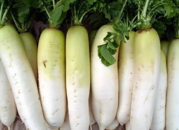 頭伏蘿卜二伏菜是什么意思(頭伏蘿卜二伏菜諺語的意思和出處) 頭伏蘿卜二伏菜是什么意思(頭伏蘿卜二伏菜諺語的意思和出處)