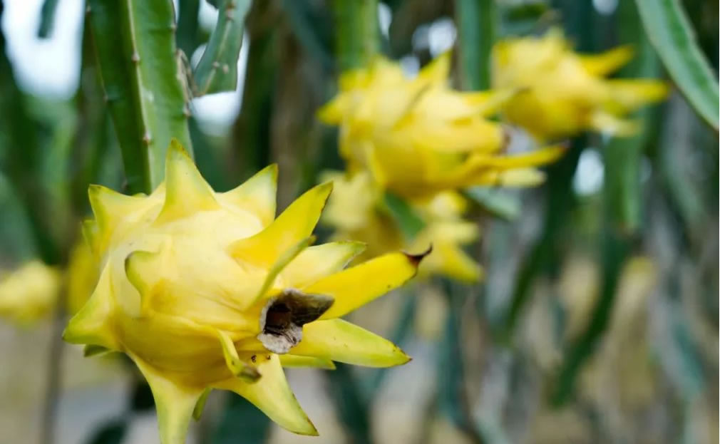火龍果是仙人掌的果實嗎 火龍果是仙人掌的果實嗎