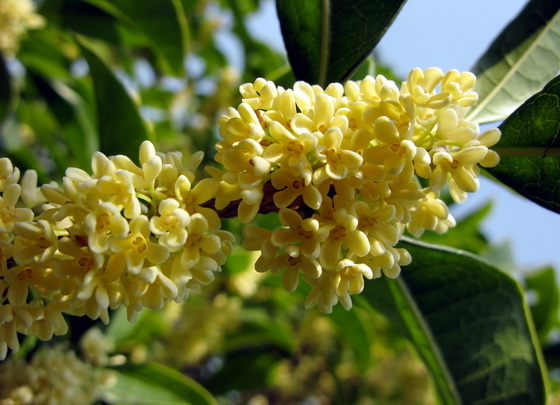 桂花的常見品種有哪些(桂花的品類介紹) 桂花的常見品種有哪些(桂花的品類介紹)