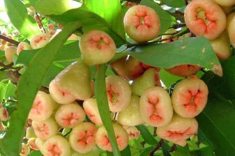 蓮霧多少錢一斤（蓮霧的市場(chǎng)價(jià)格）