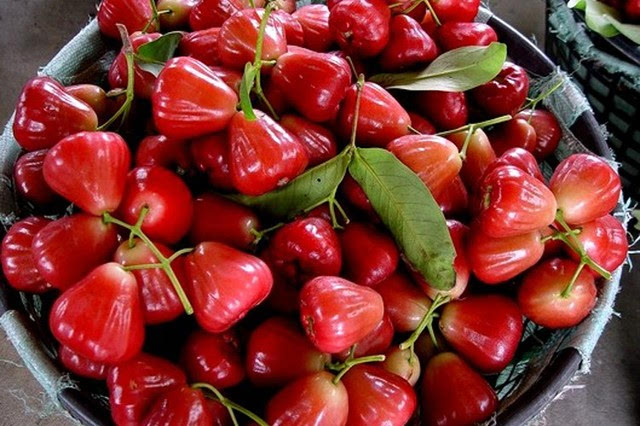 蓮霧多少錢一斤（蓮霧的市場(chǎng)價(jià)格）