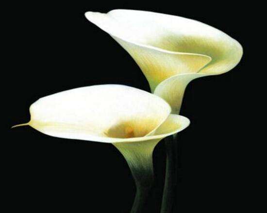 馬蹄蓮的花語和寓意是什么 馬蹄蓮代表什么象征意義(馬蹄蓮的寓意歌頌友情之美)