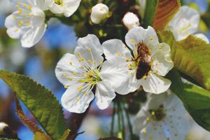 養(yǎng)殖蜜蜂的成本高嗎？