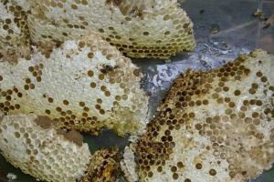 蜂巢價(jià)格多少錢(qián)一斤？