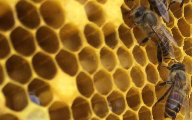 養蜂怎么防止自然分蜂？