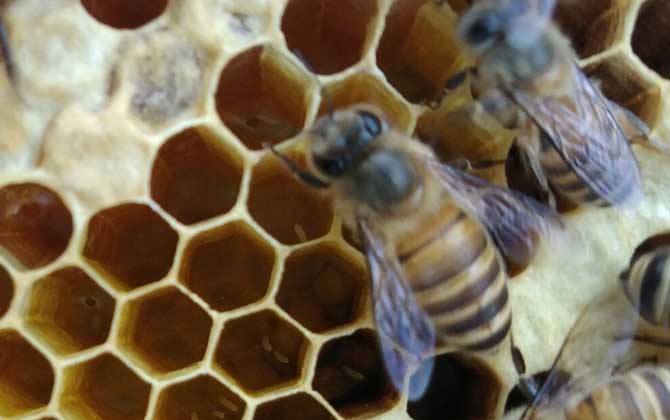 剛收的蜜蜂沒有蜂王怎么辦？