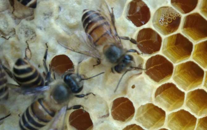 中蜂怎樣防治分蜂熱？