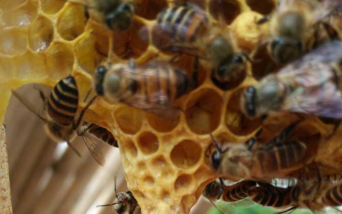 養蜂換王有什么好處？