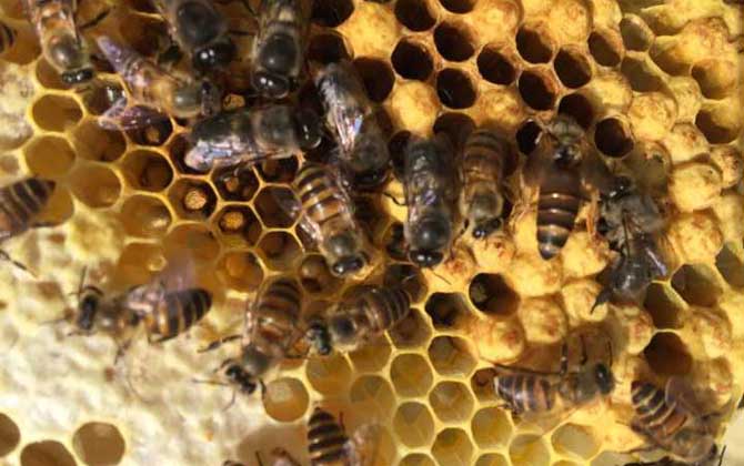 養蜂什么時候換王最好？