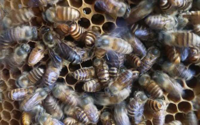 蜂群怎么合并不打架？