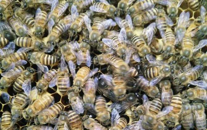 盜蜂是怎么形成的？