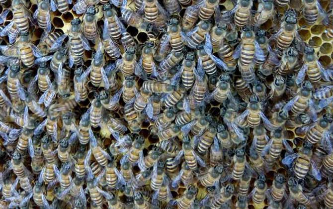 工蜂產卵的處理方法
