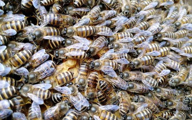 工蜂為什么會產卵？