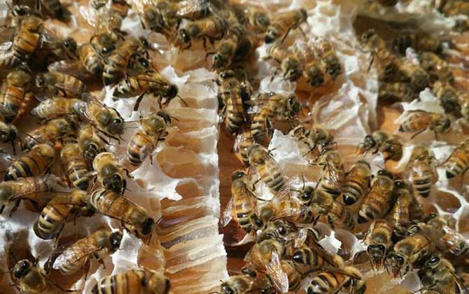 蜜蜂秋季養殖管理技術
