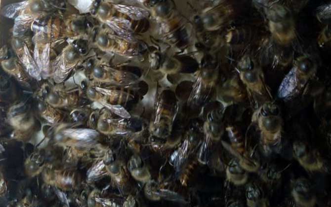 夏季怎樣讓蜂王多產卵？