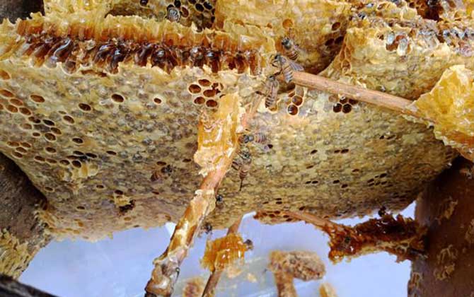 蜜蜂窩泡酒的功效及簡(jiǎn)單做法