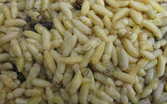 蜂蛹怎么吃最有營養？