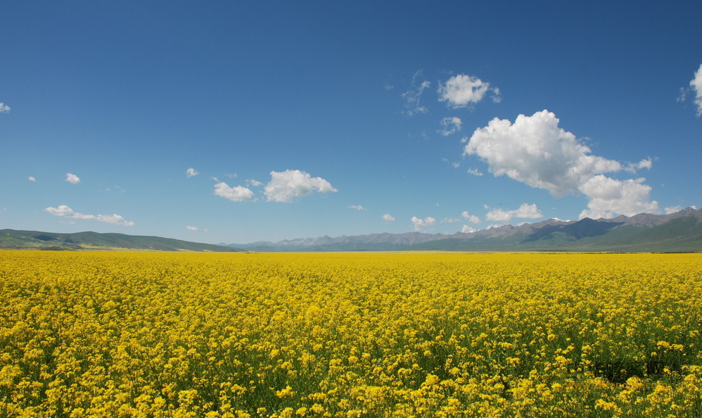云南省養(yǎng)蜂學會