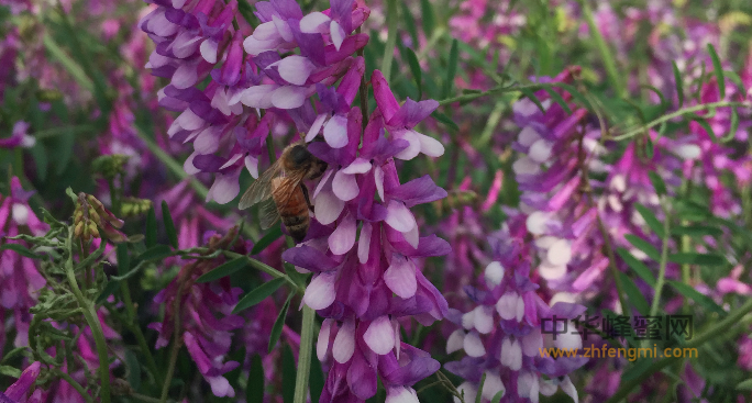 宣威市科學養(yǎng)蜂協(xié)會