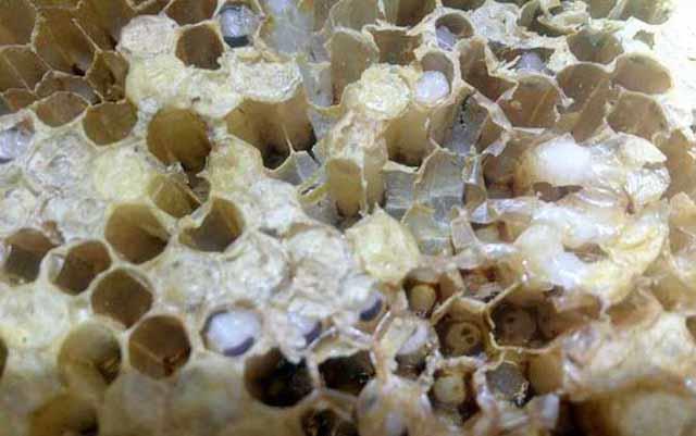 養蜂，怎樣讓蜂群長久保持強群？