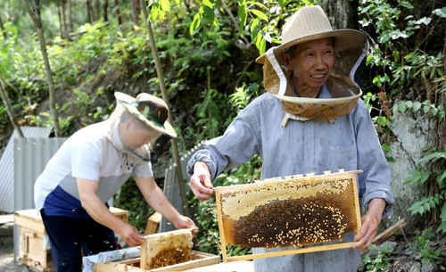 大爺在深山養蜂，年入二十萬，蓋洋房給兒子娶媳婦