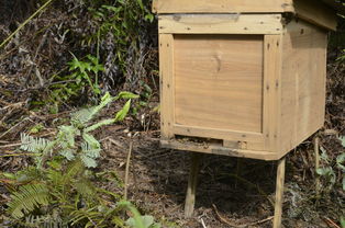 中蜂格子箱如何通風（新手格子箱養(yǎng)蜂，怎樣開通風口合適）