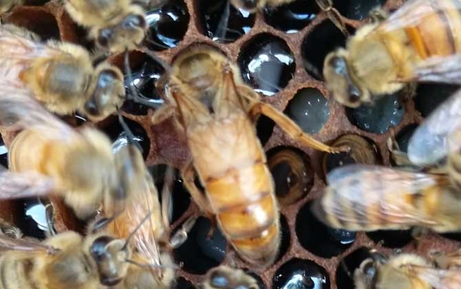 意大利蜜蜂箱能養(yǎng)中華蜜蜂嗎（中標箱和意標箱可以通用么？）