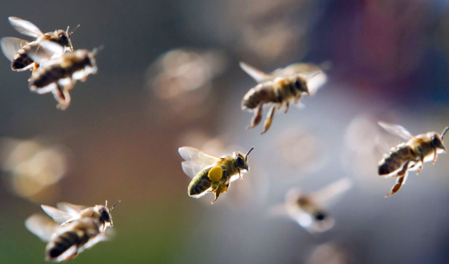 【蜜蜂養殖】給蜜蜂喂白糖會影響蜂蜜的質量嗎？