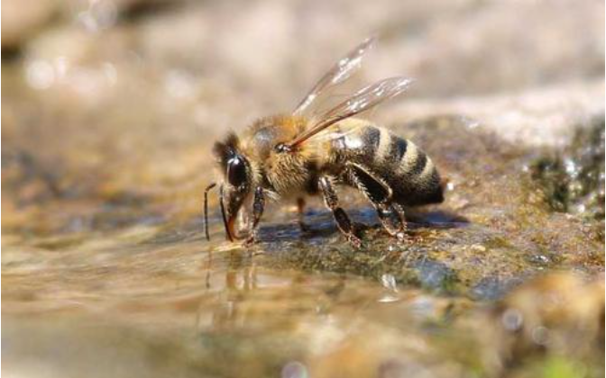 會(huì)折人的蜜蜂是什么，工蜂還是雄蜂（會(huì)蟄人的蜜蜂是雌蜂還是雄蜂）