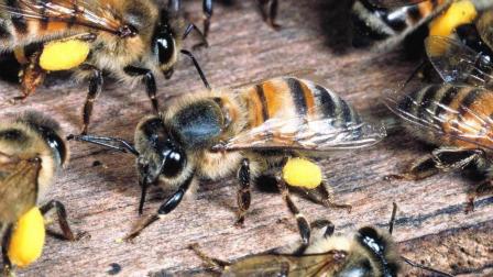 處女王未交尾成功工蜂是什么狀態(tài)（處女王長期不交尾蜂群會(huì)怎樣）