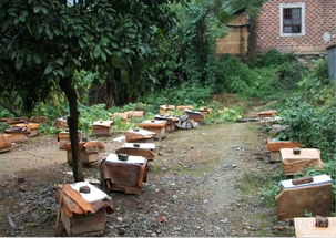 一個(gè)蜂王20只工蜂能養(yǎng)活嗎（一只蜂王20只工蜂能成群嗎）