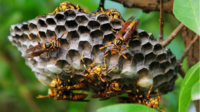 馬蜂窩價格多少錢一斤？