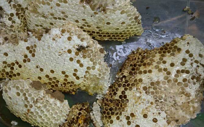 蜜蜂蜂巢多少錢(qián)一塊（蜜蜂巢多少錢(qián)一斤）