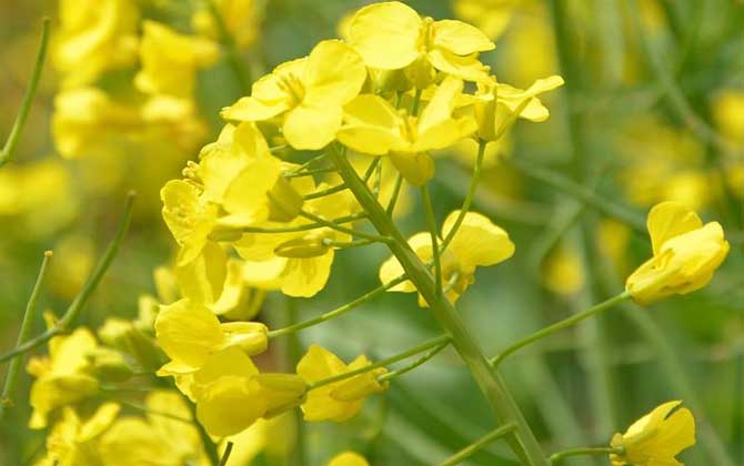 蜜源植物一覽表（常見的蜜源植物有哪些）